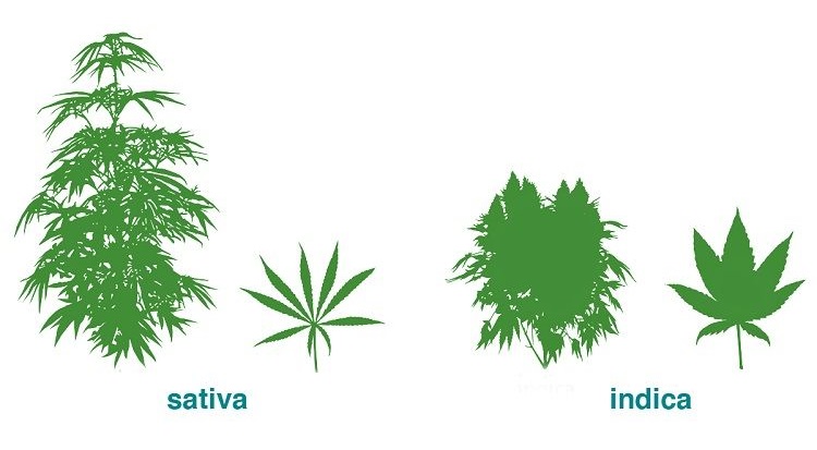 konopí sativa a indica – rozdíl